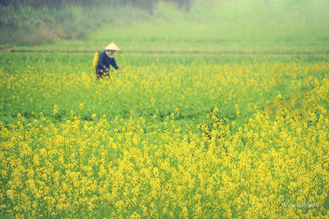upload/duk/content//10-Cao-Anh-Tuan-1447725455_660x0.jpg
