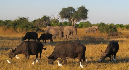 upload/duk/content//Botswana-safari-buffalo-and-elephant-450x246.jpg