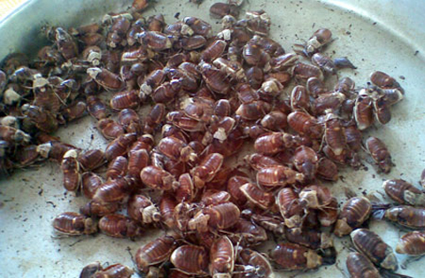 Insect delicacies from Vietnam