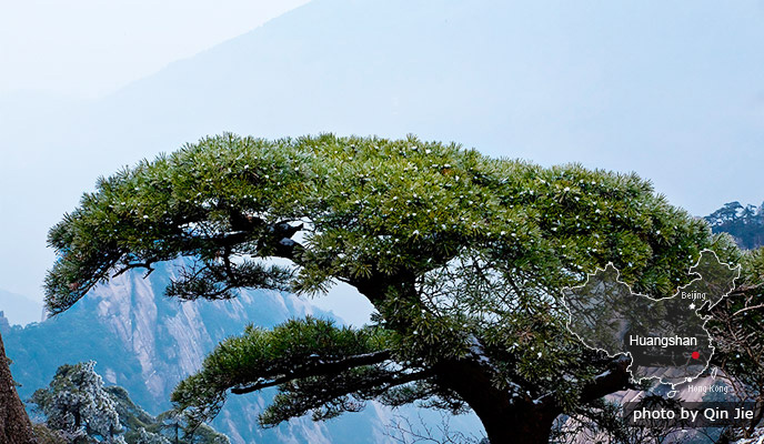 Yellow Mountain Pine tree
