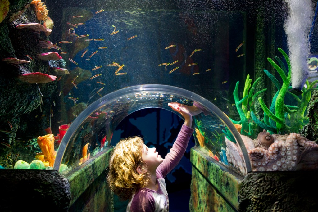 Sea-Life-Melbourne-Aquarium