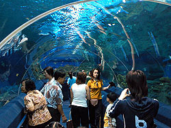 Underwater World boasts a 100-metre long tunnel