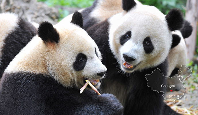Pandas Chengdu