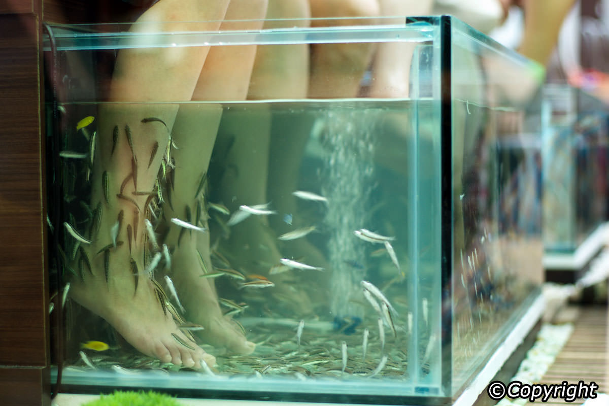 Fish Spa