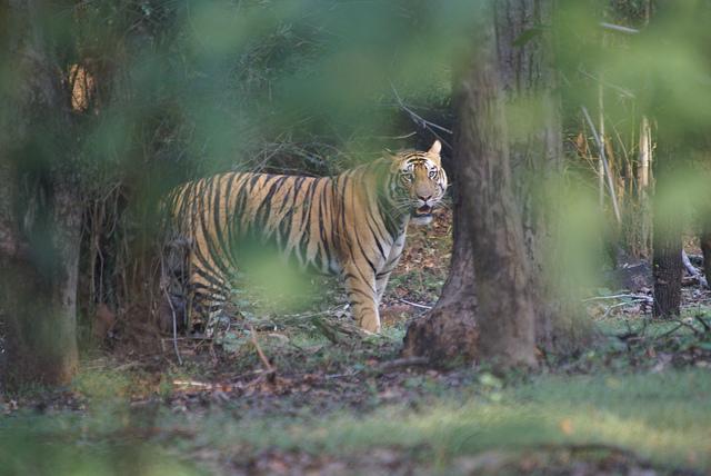Kanha National Park