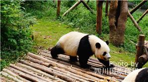 panda breeding and research center