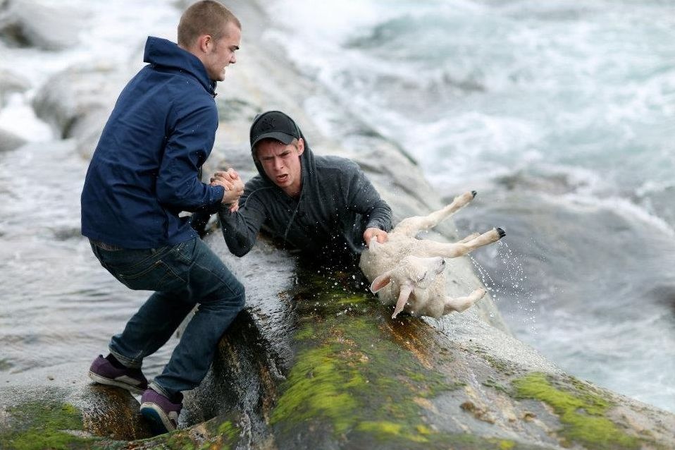 rescuing-baby-lamb-drowning-in-the-ocean-03