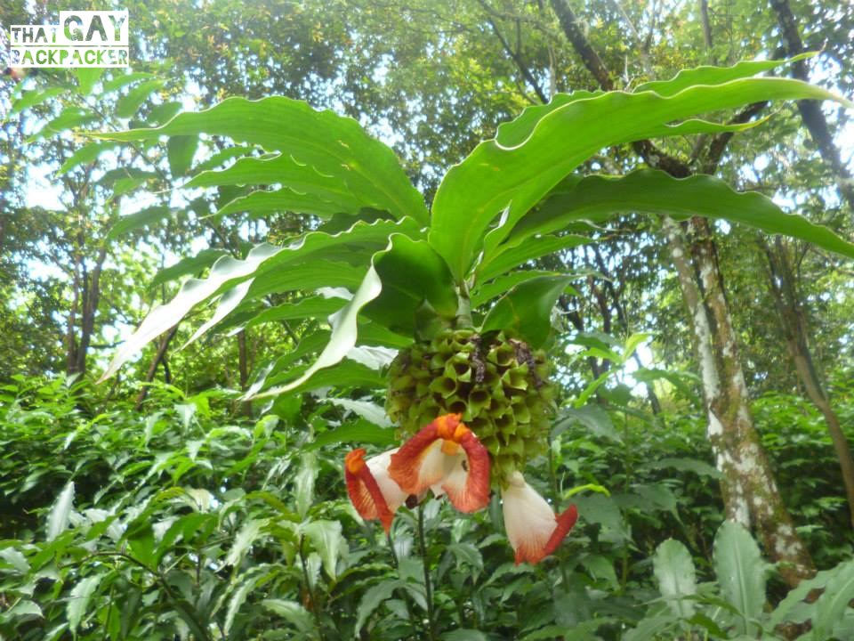 singapore botanical gardens
